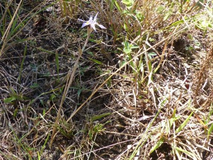 Moraea stricta