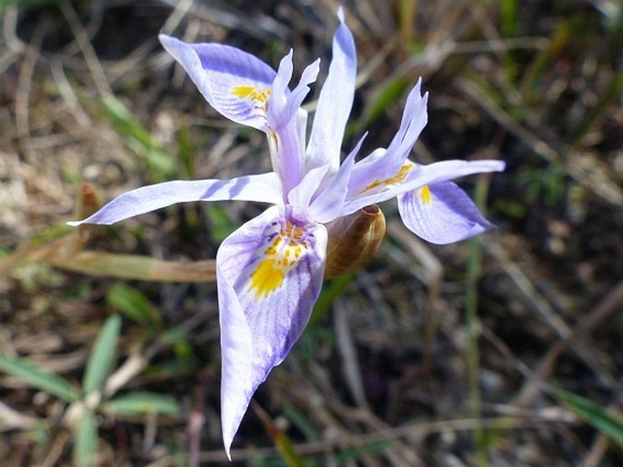 Moraea stricta