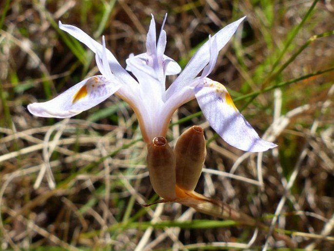 Moraea stricta