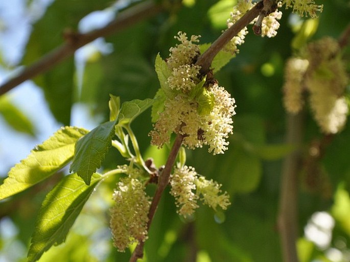 MORUS ALBA L. – morušovník bílý / moruša biela