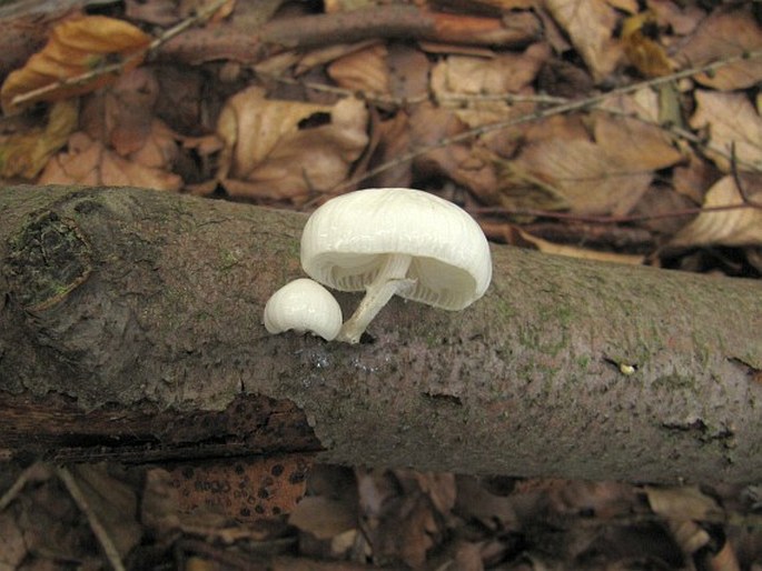 Mucidula mucida