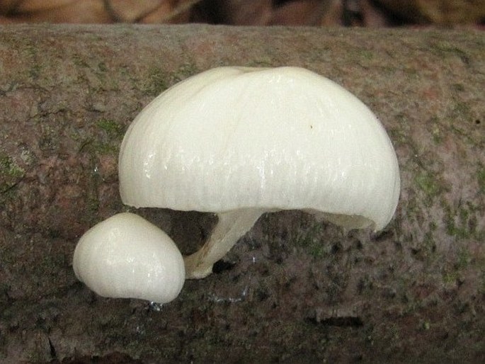 Mucidula mucida