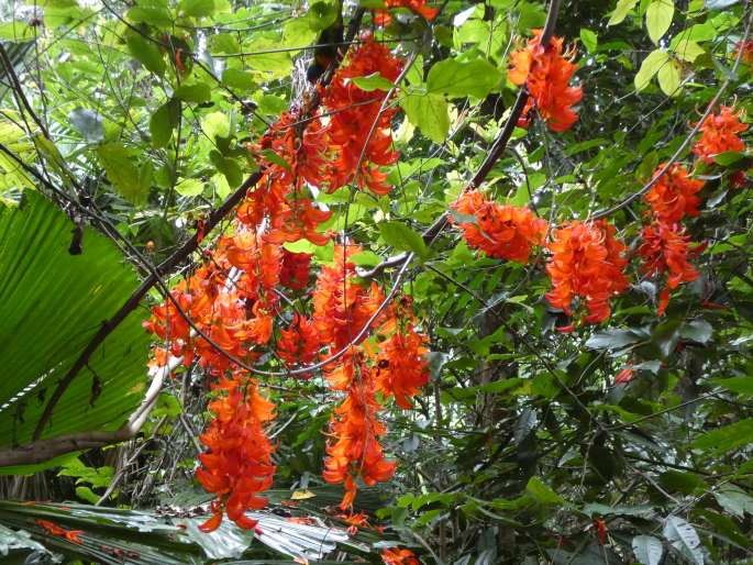 Mucuna bennettii