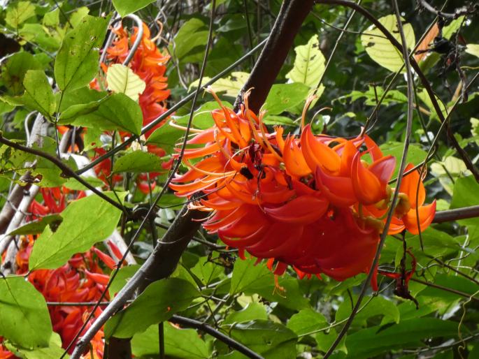 Mucuna bennettii