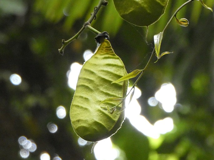 Mucuna bennettii