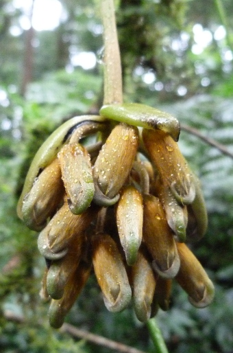 Mucuna urens