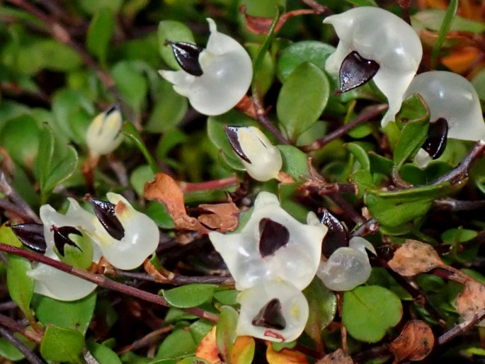 Muehlenbeckia axillaris