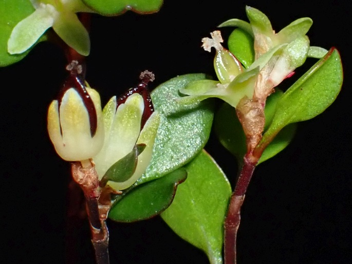 Muehlenbeckia axillaris