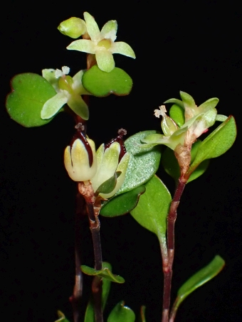 Muehlenbeckia axillaris