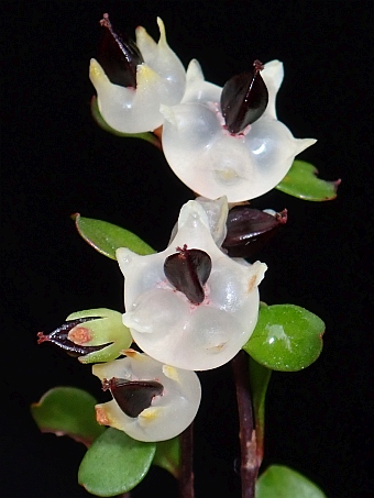 Muehlenbeckia axillaris