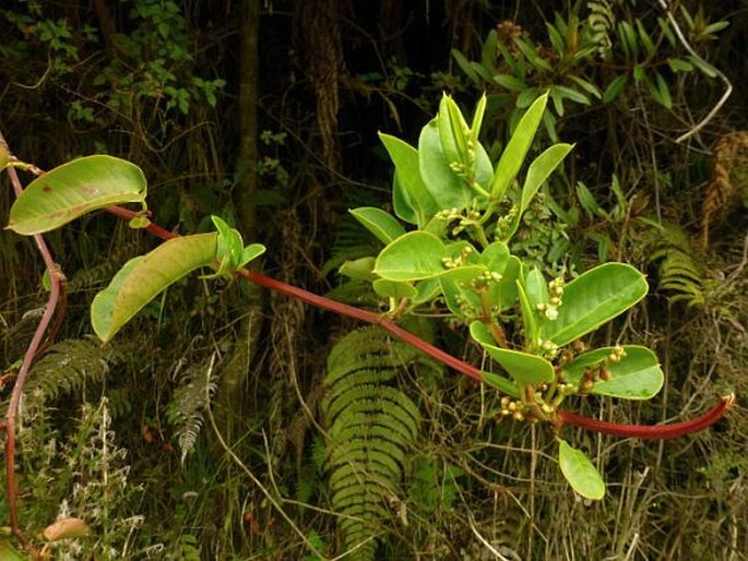 Muehlenbeckia tamnifolia