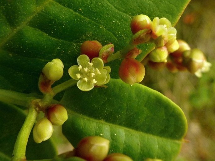 Muehlenbeckia tamnifolia