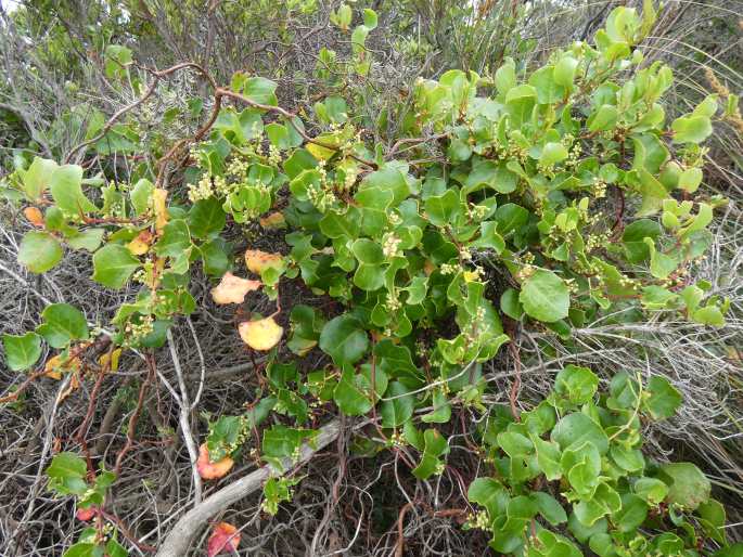 Muehlenbeckia adpressa