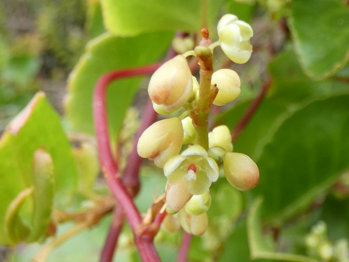 Muehlenbeckia adpressa