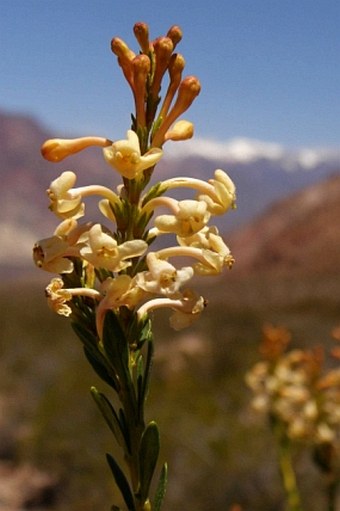 Dipyrena glaberrima