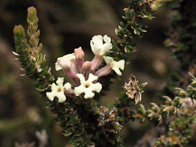 MULGURAEA TRIDENS (Lag.) N. OLeary et P. Peralta