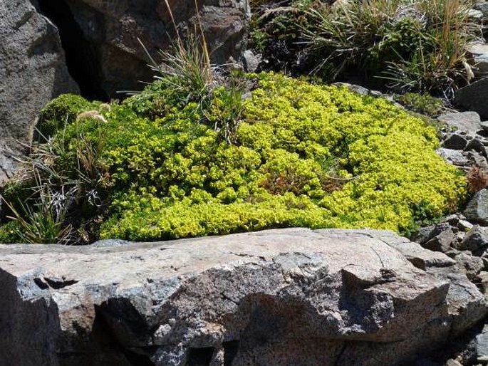 Azorella microphylla