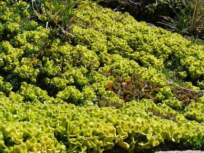 Azorella microphylla