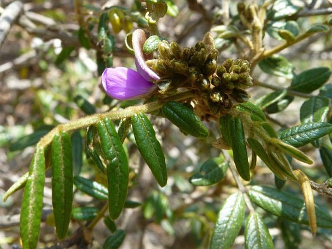 Mundulea barclayi