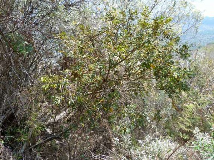 Mundulea barclayi