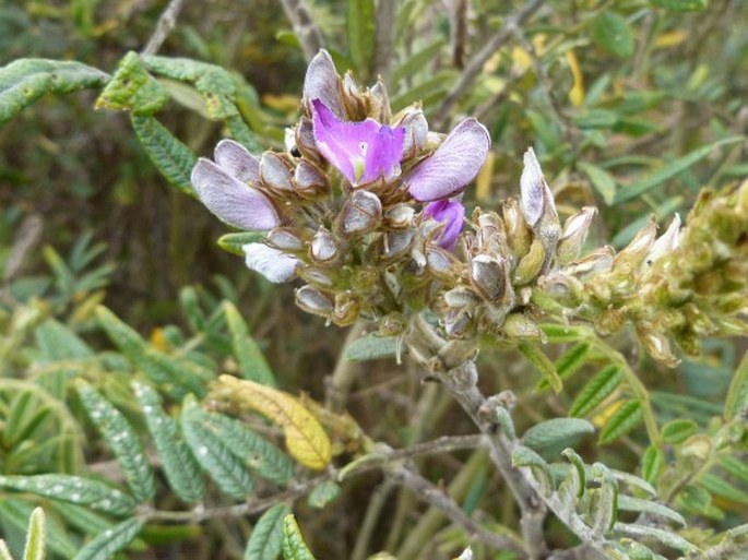 Mundulea barclayi