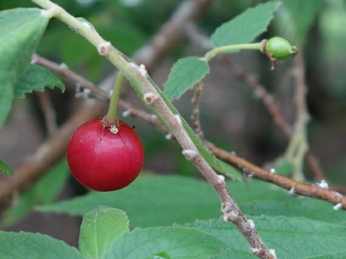 Muntingia calabura