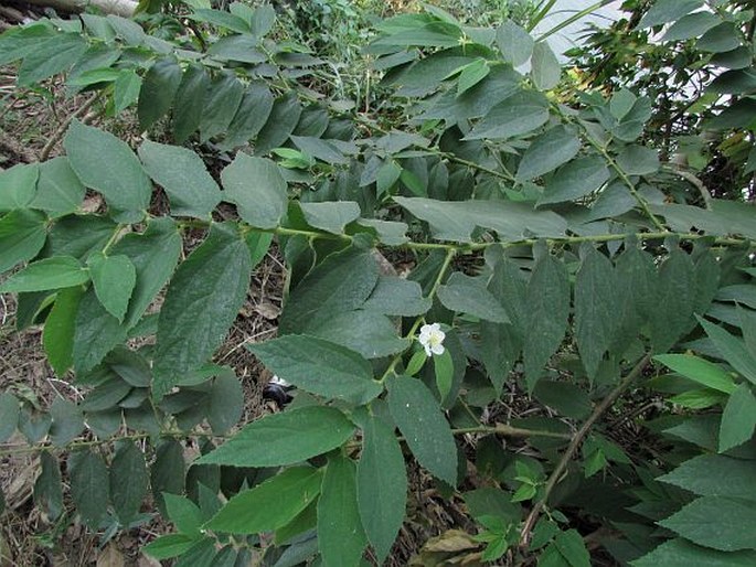 Muntingia calabura