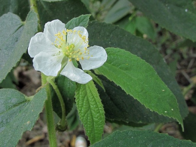 Muntingia calabura