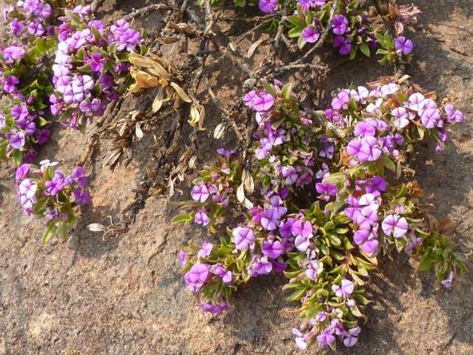 Muraltia saxicola