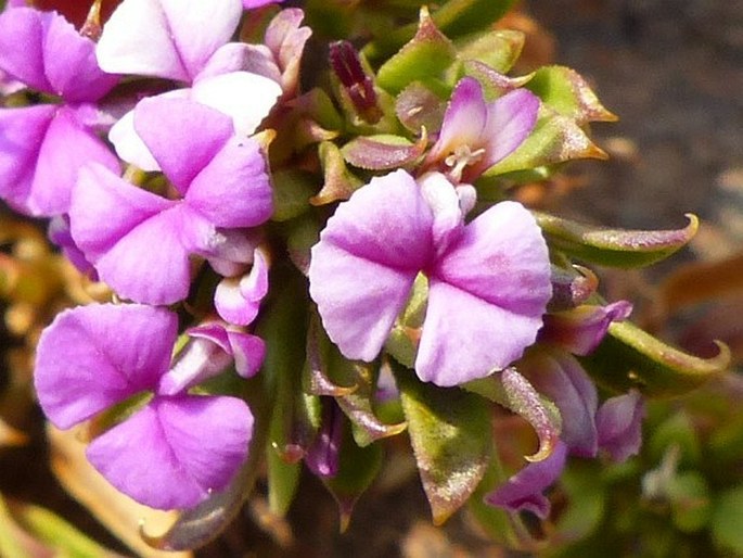 Muraltia saxicola