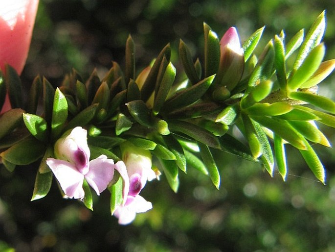 Muraltia ericifolia