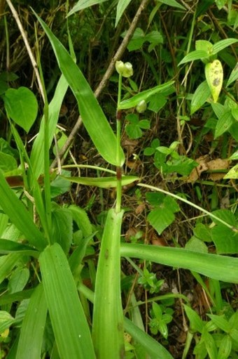 Murdannia nudiflora