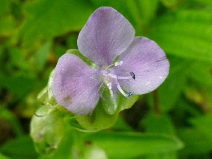 Murdannia nudiflora