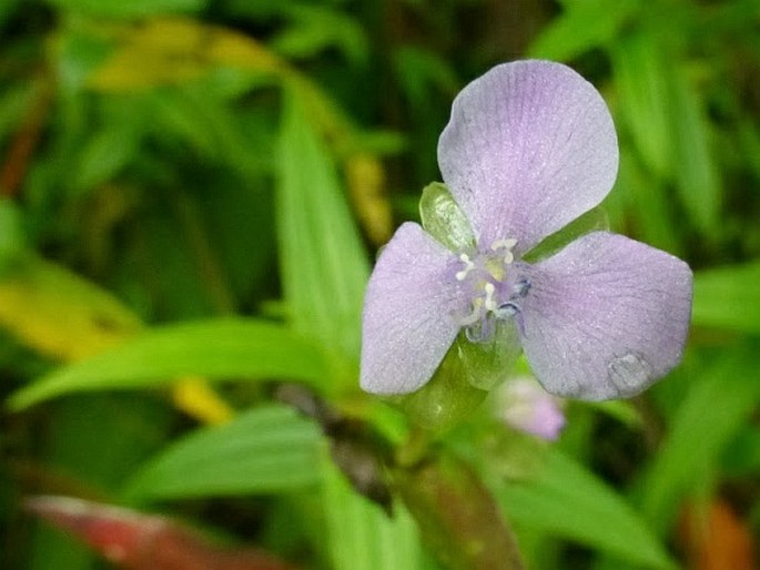 Murdannia nudiflora