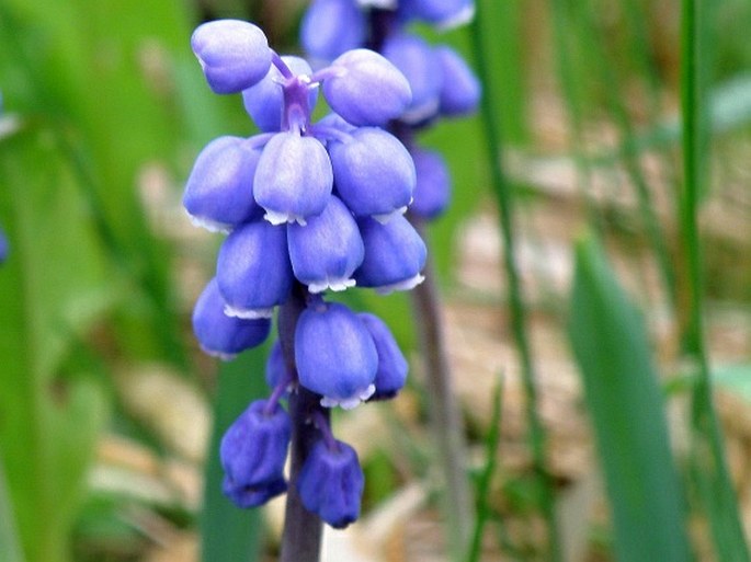 MUSCARI BOTRYOIDES (L.) Mill. – modřenec širolistý / modrica širokolistá