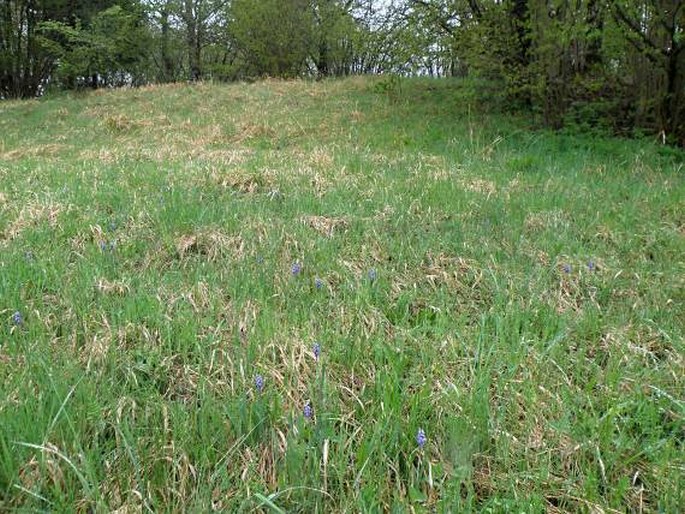 Muscari botryoides