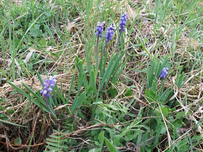 Muscari botryoides