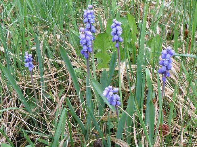 Muscari botryoides