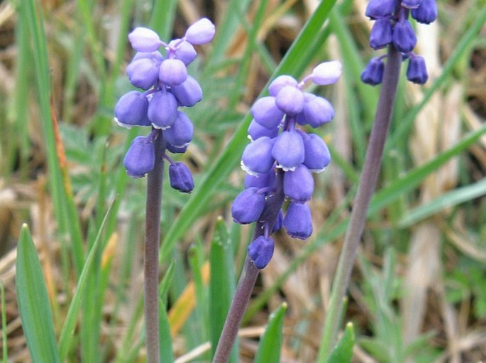 Muscari botryoides