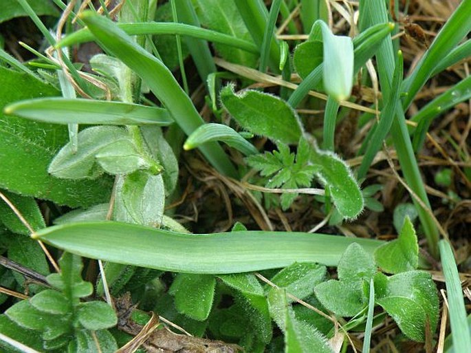 Muscari botryoides