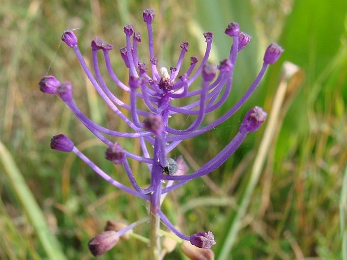 Muscari comosum