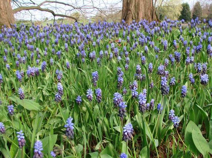 Muscari latifolium