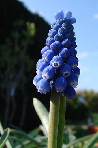 Muscari aucheri