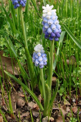 Muscari aucheri