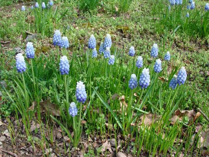 Muscari aucheri