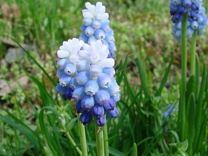 Muscari aucheri