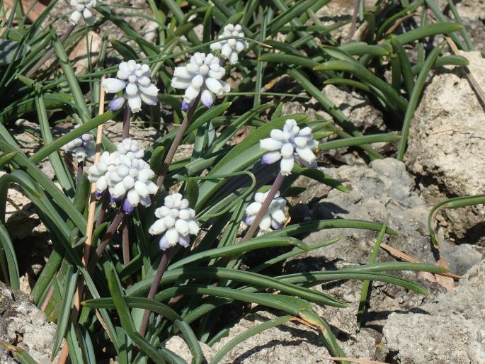 Muscari pallens