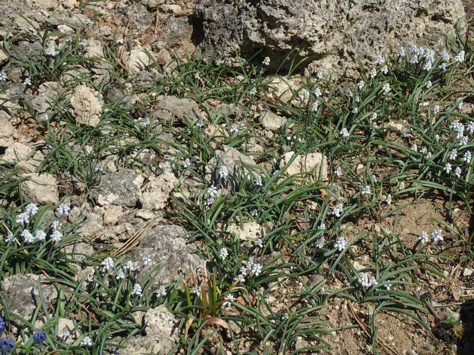 Muscari pallens