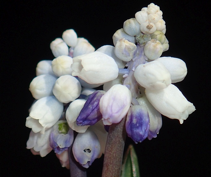 Muscari pallens