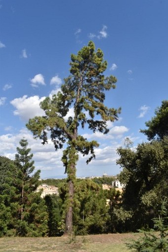 Museo Orto Botanico di Roma